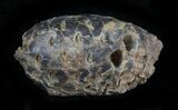 Agatized Fossil Pine (Seed) Cone From Morocco #30052-1